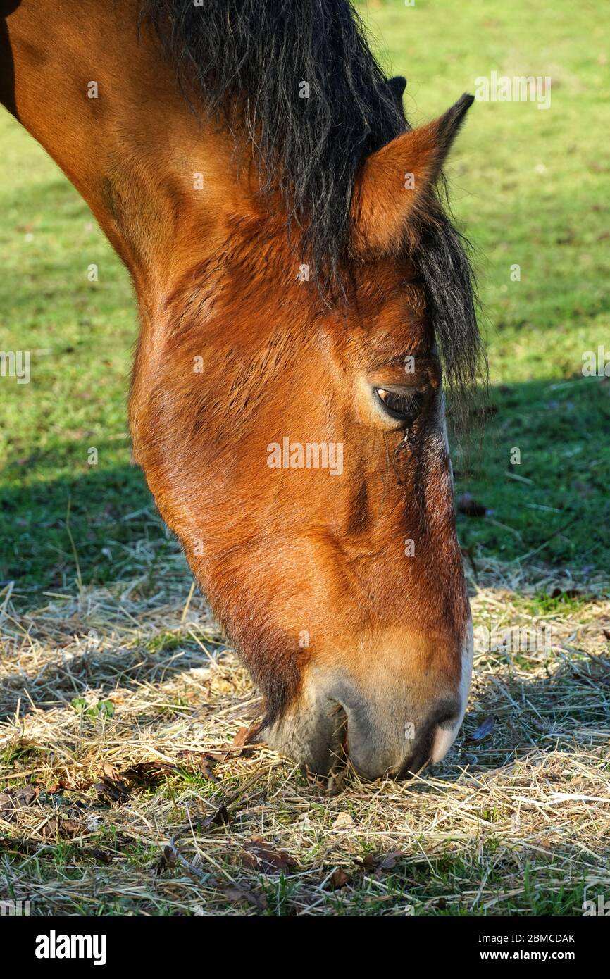Pâture de chevaux de la baie sur pâturage Banque D'Images