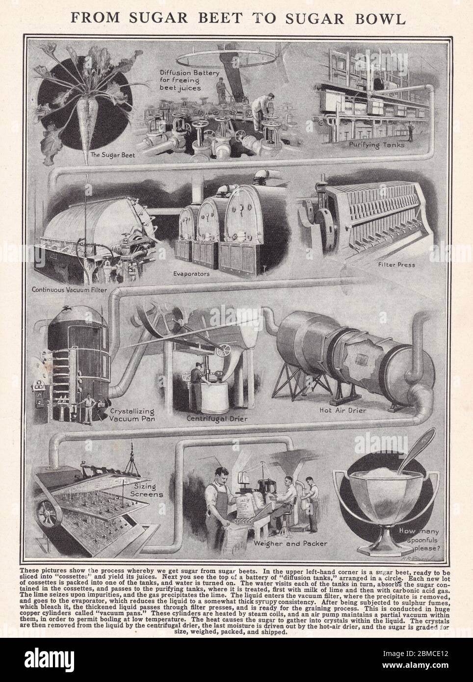 Illustration des années 1930 vintage de la betterave à sucre au Sugar Bowl - processus d'obtention de sucre à partir de betteraves à sucre. Banque D'Images