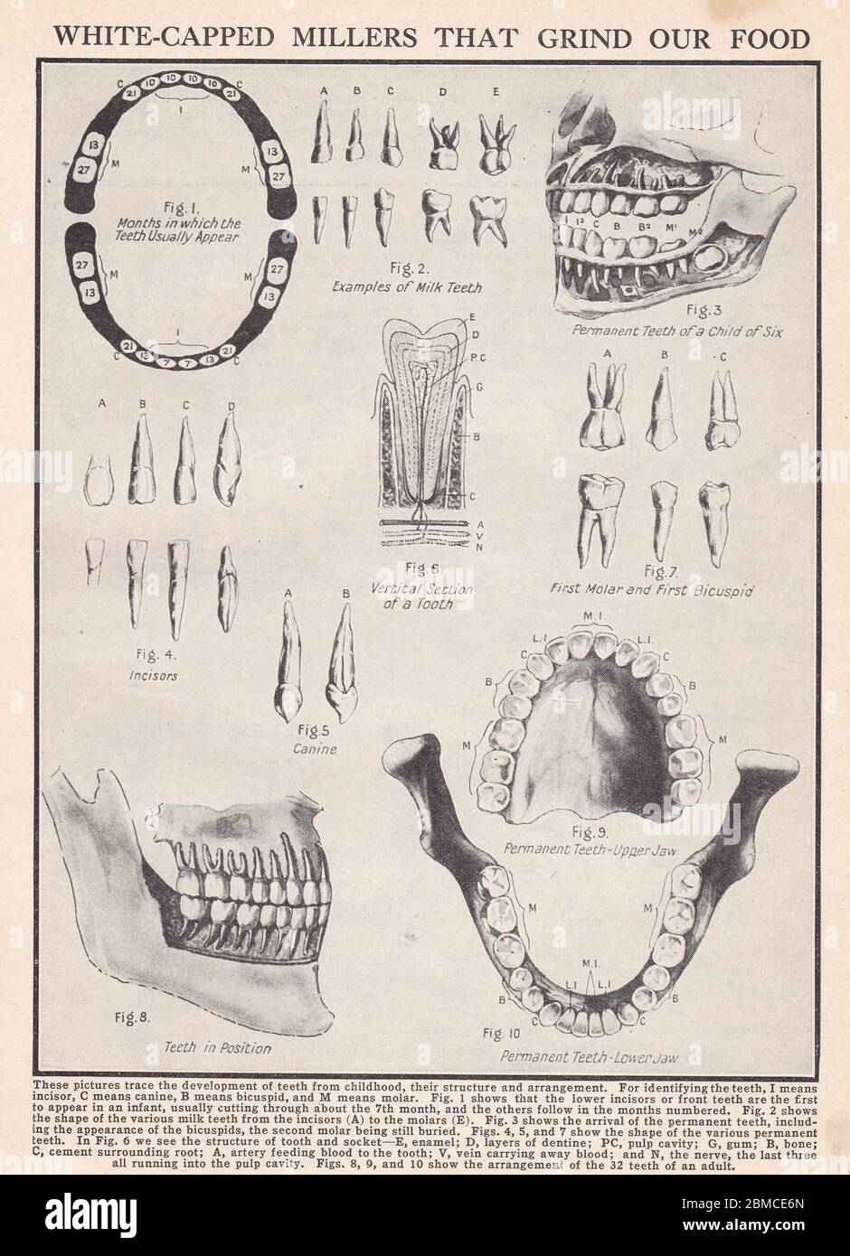 Illustrations vintage des années 1930 des dents humaines. Banque D'Images
