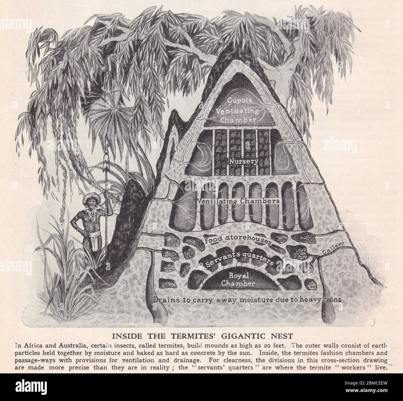 Illustration vintage des années 1930 d'un Nest géant de termites. Banque D'Images