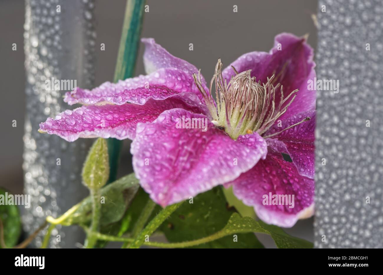 Clematis avec des gouttelettes d'eau Banque D'Images