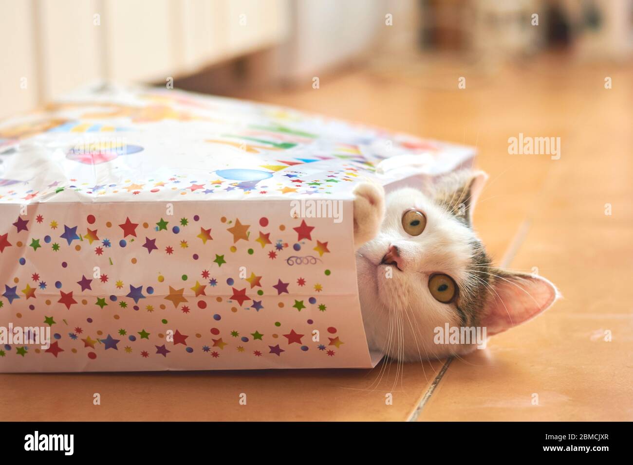 Chat se cachant dans un sac cadeau Banque D'Images