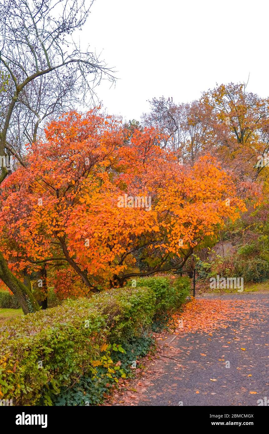 Tombez des arbres en premier plan le long du chemin dans le parc de la ville sur la colline Gellert à Budapest, Hongrie. Branches et feuillage d'automne. Arbres d'automne dans les couleurs orange et rouge. Photo verticale. Banque D'Images