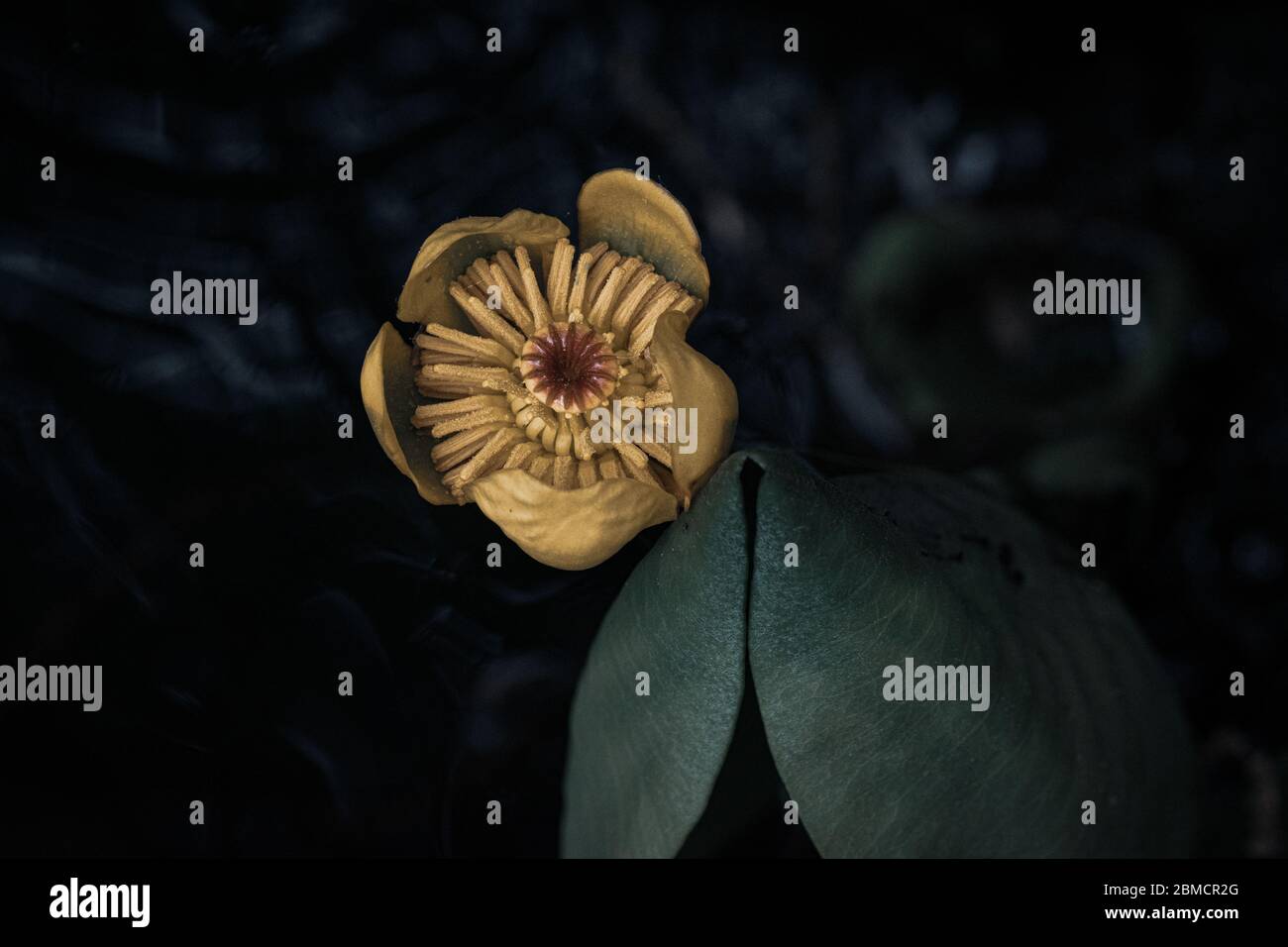 Feuilles vertes et fleur jaune flottant dans l'eau Banque D'Images