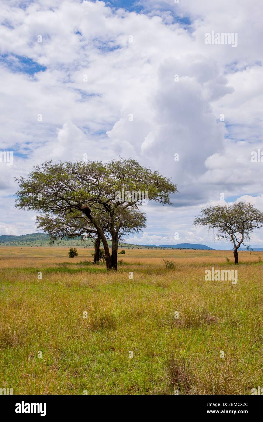 Des nuages sombres s'amassent pendant la saison des pluies sur les prairies avec des arbres dans le parc national du Serengeti en Tanzanie. Banque D'Images Des nuages sombres s'amassent pendant la saison des pluies sur les prairies avec des arbres dans le parc national du Serengeti en Tanzanie. Banque D'Images