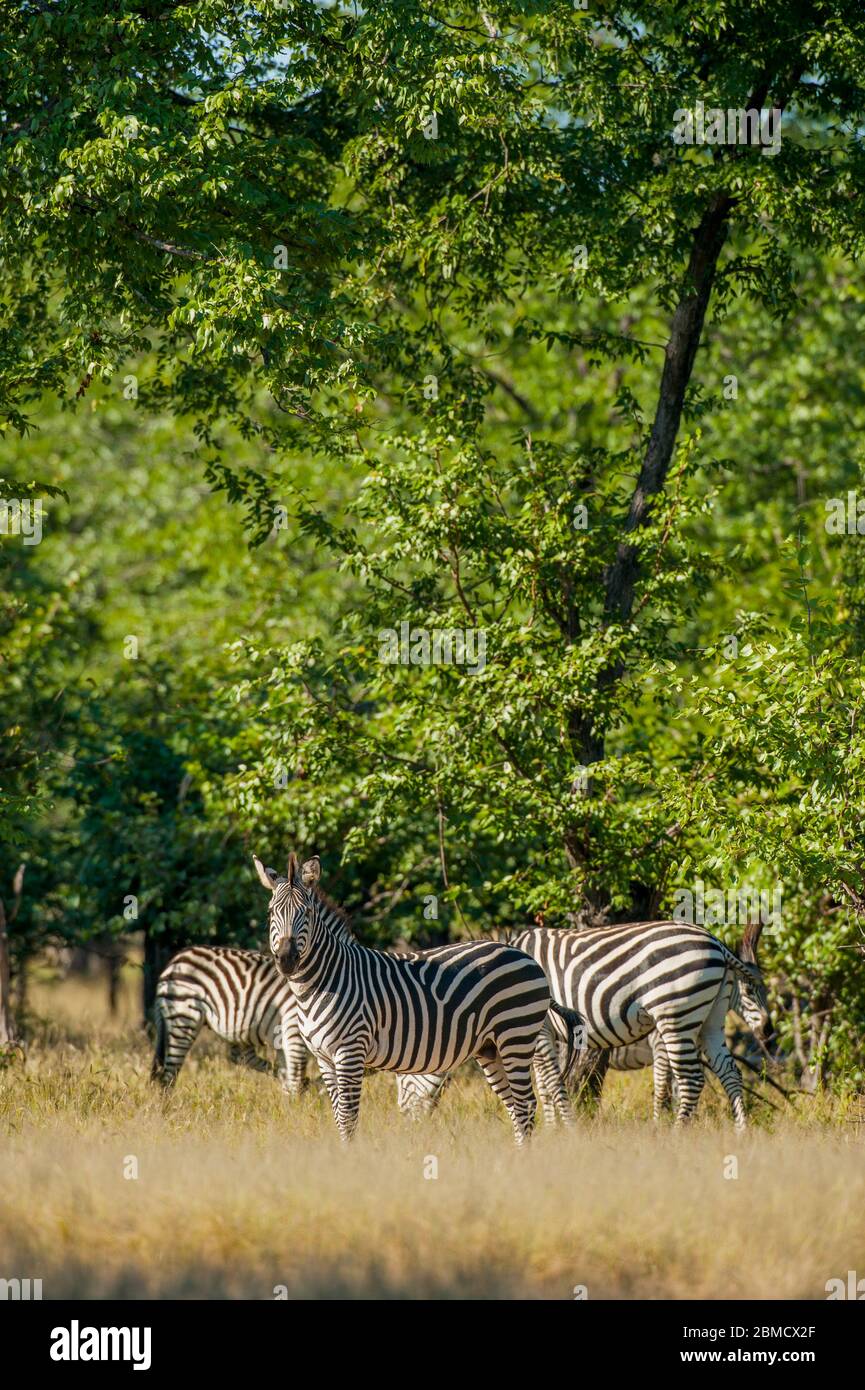 Les zèbres de Burchelles dans le parc national de Mosi-oa-Tunya près de Livingston en Zambie. Banque D'Images