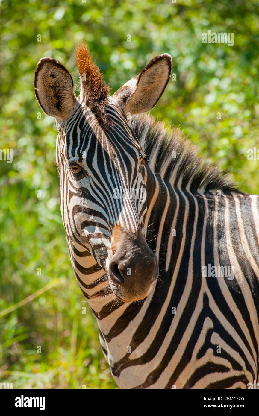 Portrait d'un zèbre de Burchelles dans le parc national de Mosi-oa-Tunya près de Livingston en Zambie. Banque D'Images