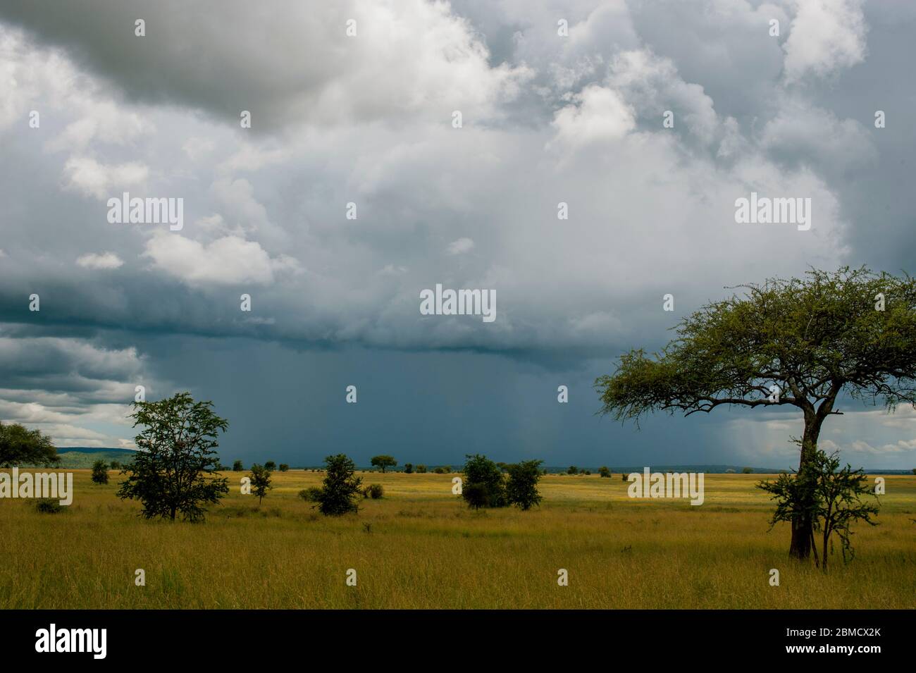 Des nuages sombres s'amassent pendant la saison des pluies sur les prairies avec des arbres dans le parc national du Serengeti en Tanzanie. Banque D'Images Des nuages sombres s'amassent pendant la saison des pluies sur les prairies avec des arbres dans le parc national du Serengeti en Tanzanie. Banque D'Images