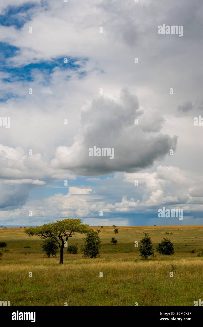 Des nuages sombres s'amassent pendant la saison des pluies sur les prairies avec des arbres dans le parc national du Serengeti en Tanzanie. Banque D'Images Des nuages sombres s'amassent pendant la saison des pluies sur les prairies avec des arbres dans le parc national du Serengeti en Tanzanie. Banque D'Images