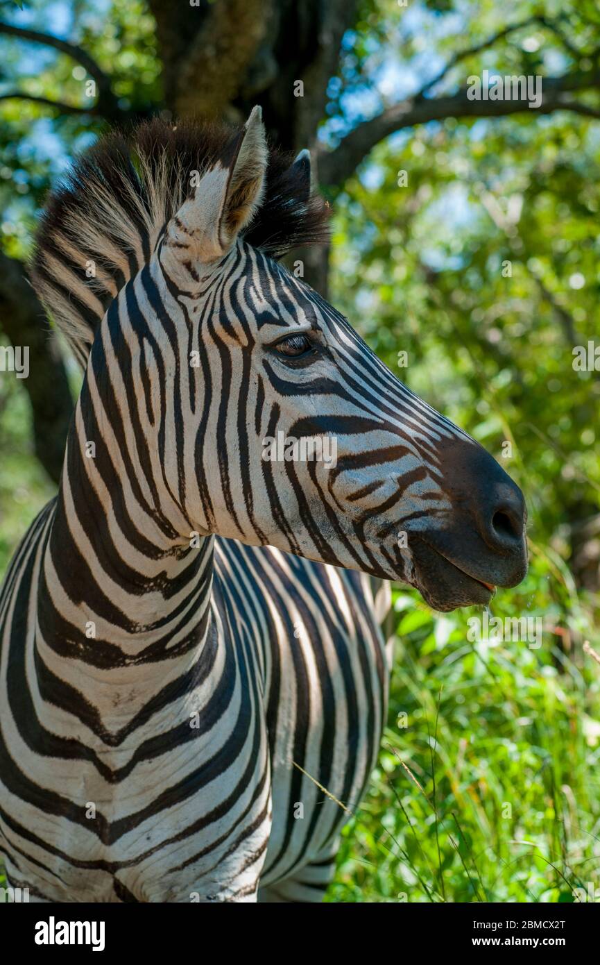 Portrait d'un zèbre de Burchelles dans le parc national de Mosi-oa-Tunya près de Livingston en Zambie. Banque D'Images