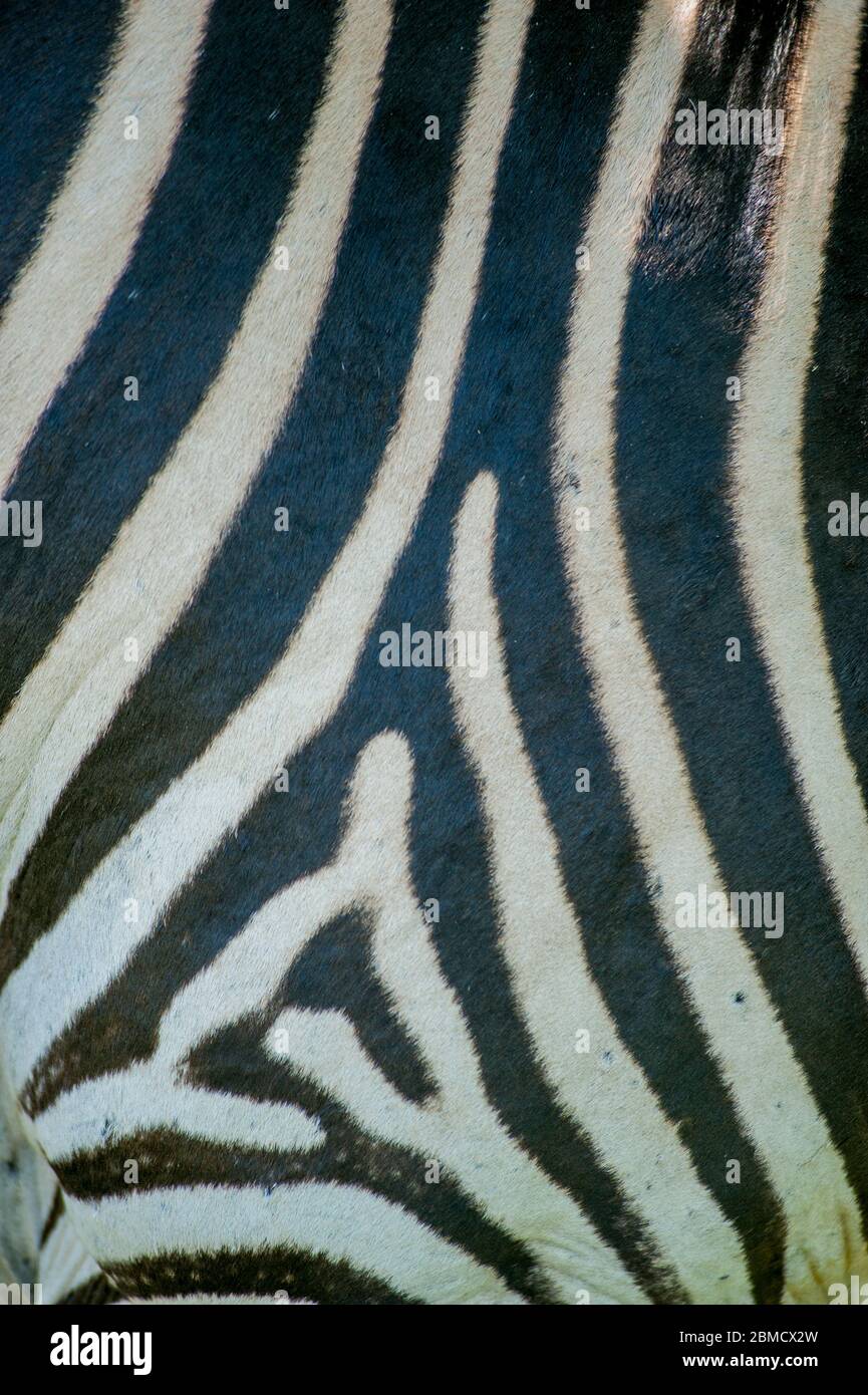 Gros plan des rayures d'un zèbre de Burchelles dans le parc national de Mosi-oa-Tunya près de Livingston en Zambie. Banque D'Images