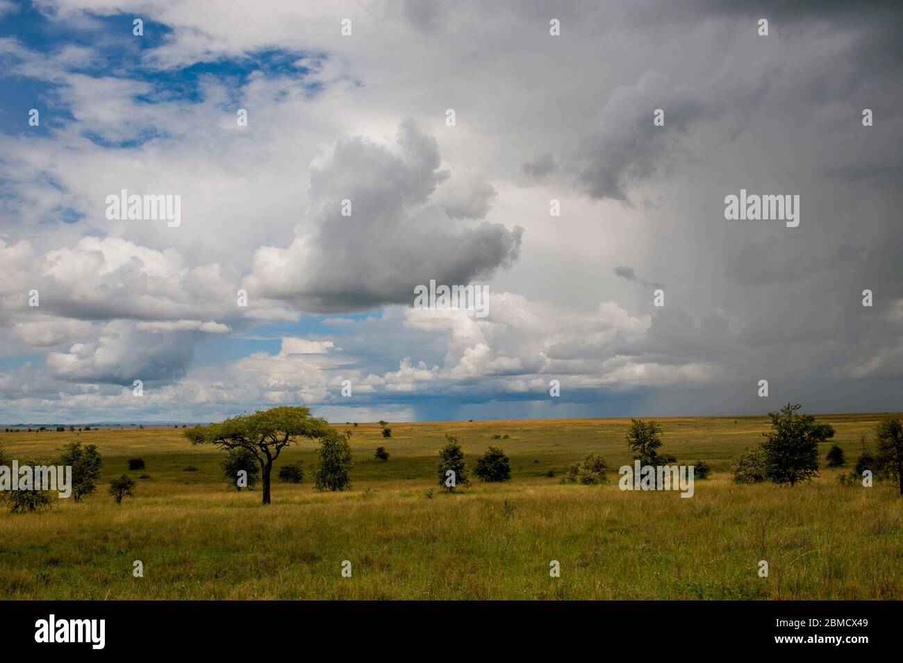 Des nuages sombres s'amassent pendant la saison des pluies sur les prairies avec des arbres dans le parc national du Serengeti en Tanzanie. Banque D'Images Des nuages sombres s'amassent pendant la saison des pluies sur les prairies avec des arbres dans le parc national du Serengeti en Tanzanie. Banque D'Images