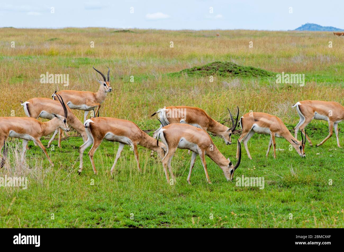 Un groupe de licence de la gazelle de Grant (Nanger granti, syn. Gazella granti) se nourrissant dans le parc national de Serengeti, Tanzanie. Banque D'Images