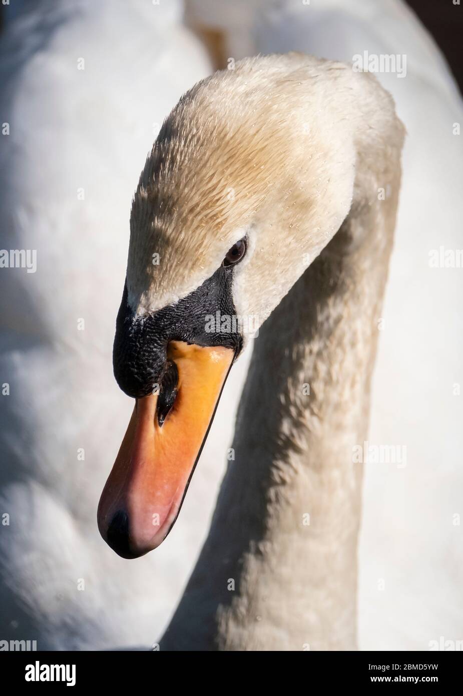 Portrait de Mute Swan (Cygnus olor), River Weaver, Cheshire, Angleterre, Royaume-Uni Banque D'Images