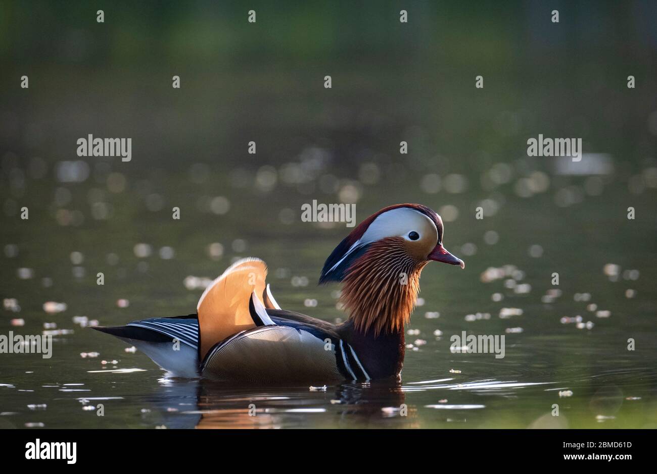 Canard mandarin (Aix galericulata), New Pool, Whitegate, Cheshire, Angleterre, Royaume-Uni Banque D'Images