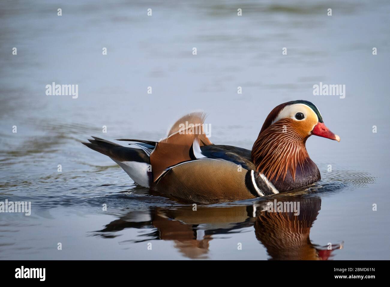 Canard mandarin (Aix galericulata), New Pool, Whitegate, Cheshire, Angleterre, Royaume-Uni Banque D'Images