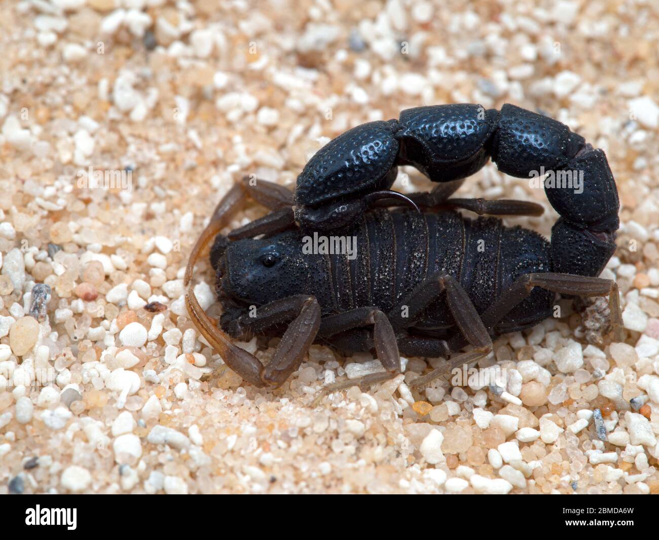 Très petit Orthochirus glabrifrons scorpion mâle. Cette espèce d'Afrique du Nord et du Moyen-Orient est notable pour leurs énormes queues en proportion de Banque D'Images