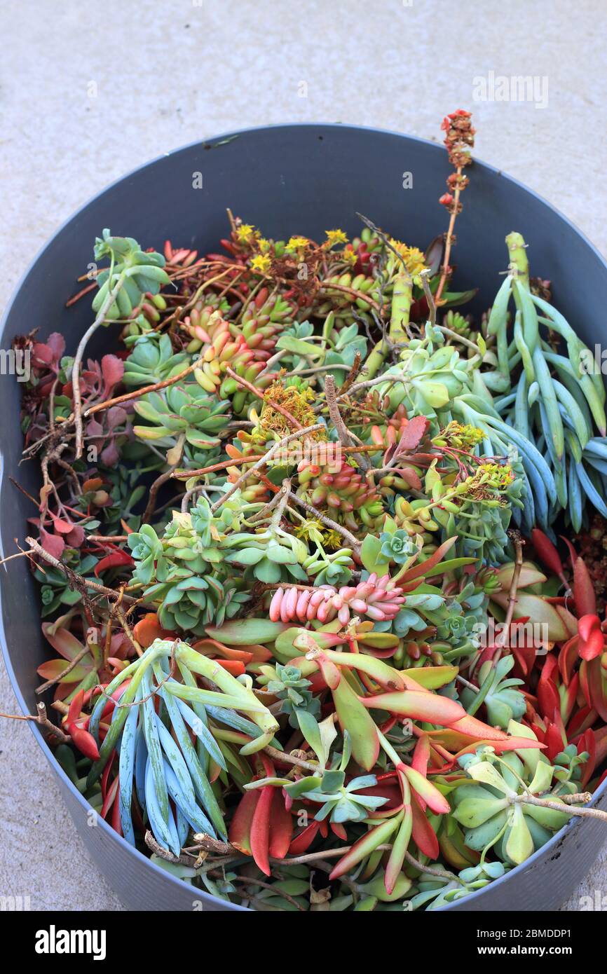 Variété mixte des boutures de succulentes prêt pour la propagation Banque D'Images Variété mixte des boutures de succulentes prêt pour la propagation Banque D'Images