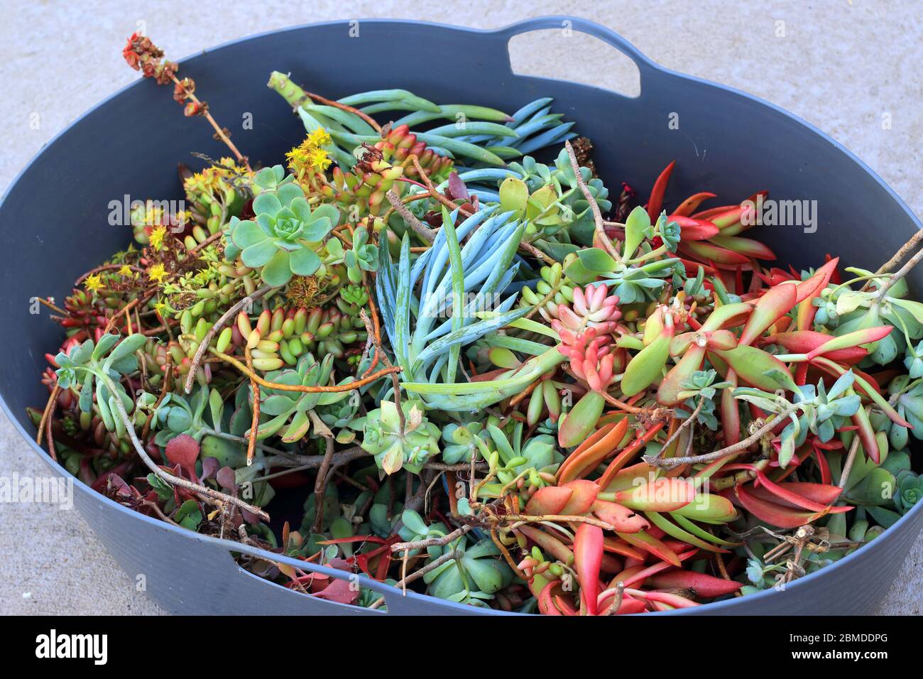 Variété mixte des boutures de succulentes prêt pour la propagation Banque D'Images Variété mixte des boutures de succulentes prêt pour la propagation Banque D'Images