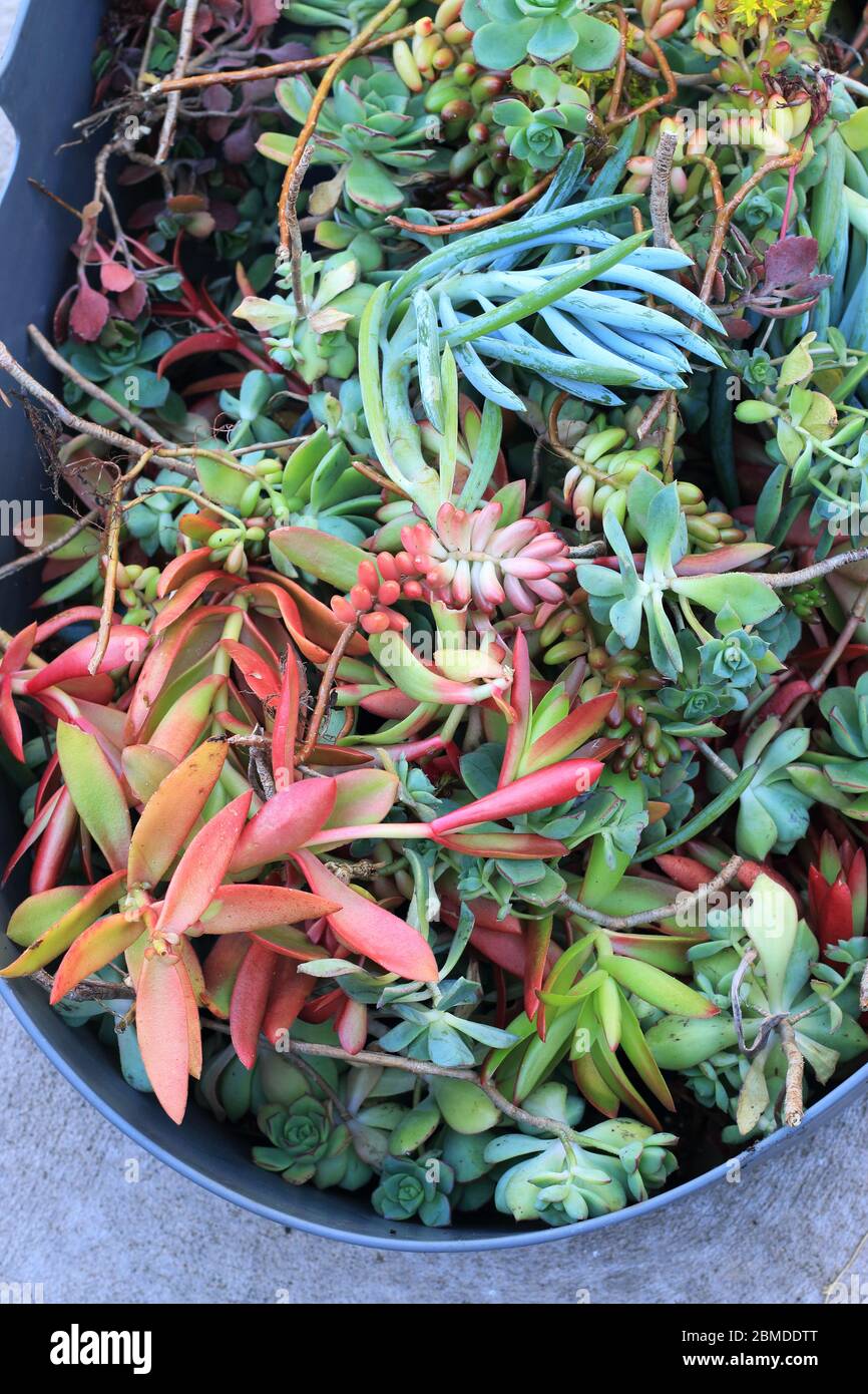 Variété mixte des boutures de succulentes prêt pour la propagation Banque D'Images
