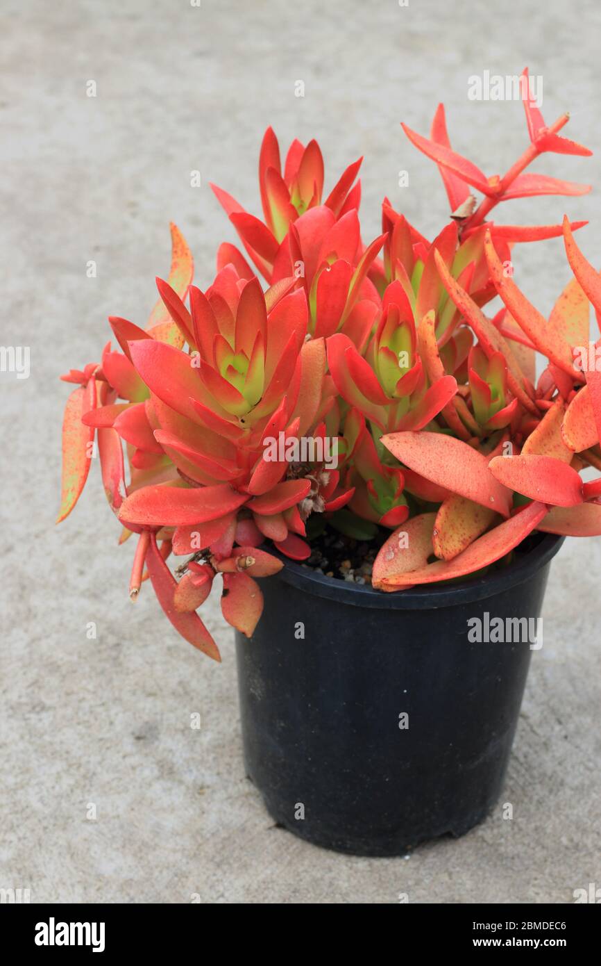 Crassula Capitella succulentes de camp Banque D'Images