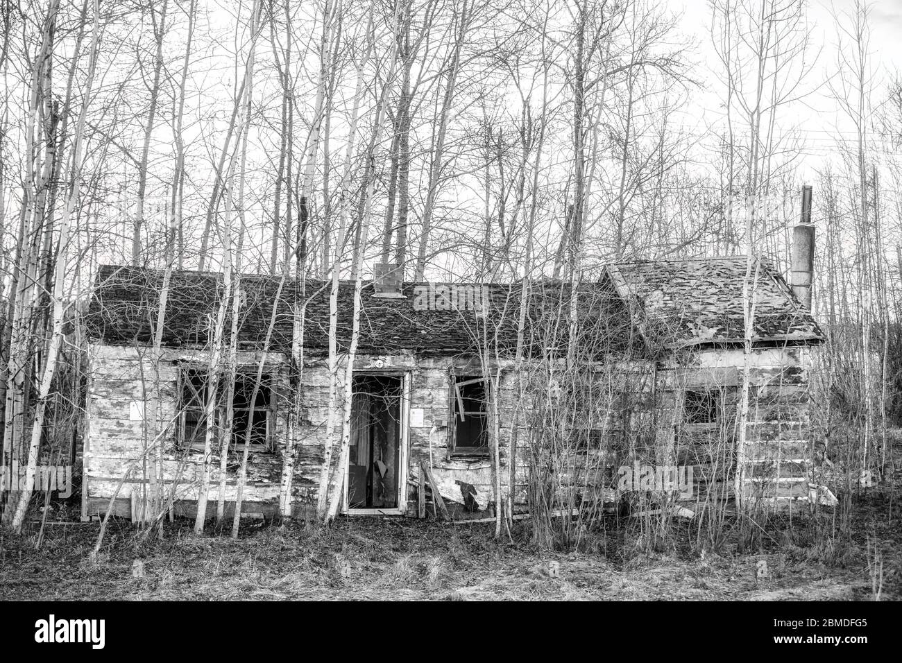 Une ancienne maison abandonnée avec de grands peupliers s'est développée autour d'elle dans un paysage de campagne en soirée Banque D'Images