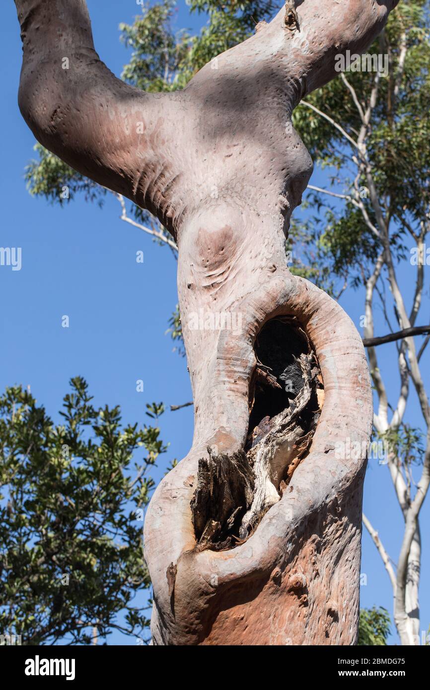 Sydney Gum rouge avec creux causés par une branche cassée Banque D'Images