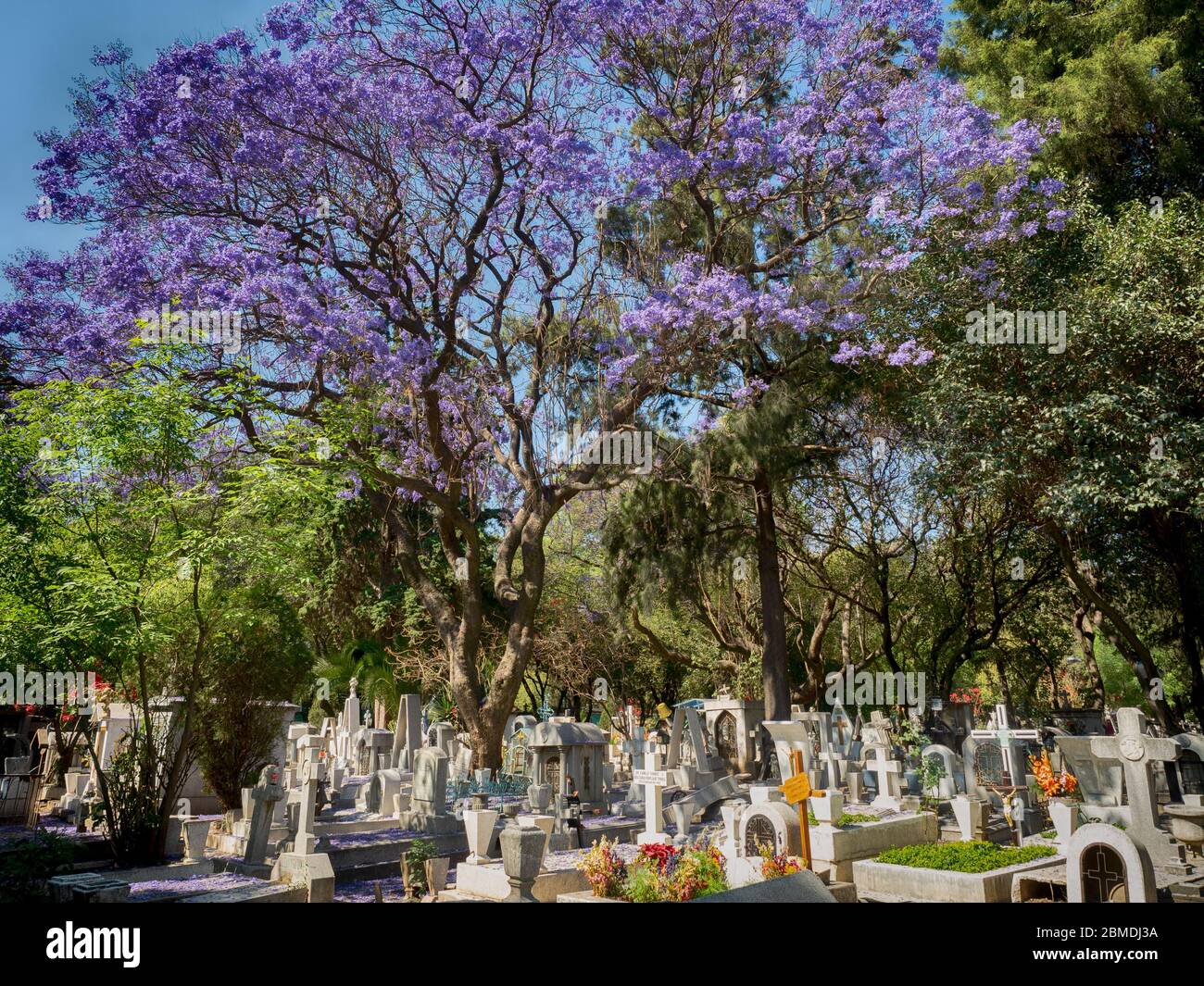 Jacaranda Tree Blooming dans un cimetière Banque D'Images