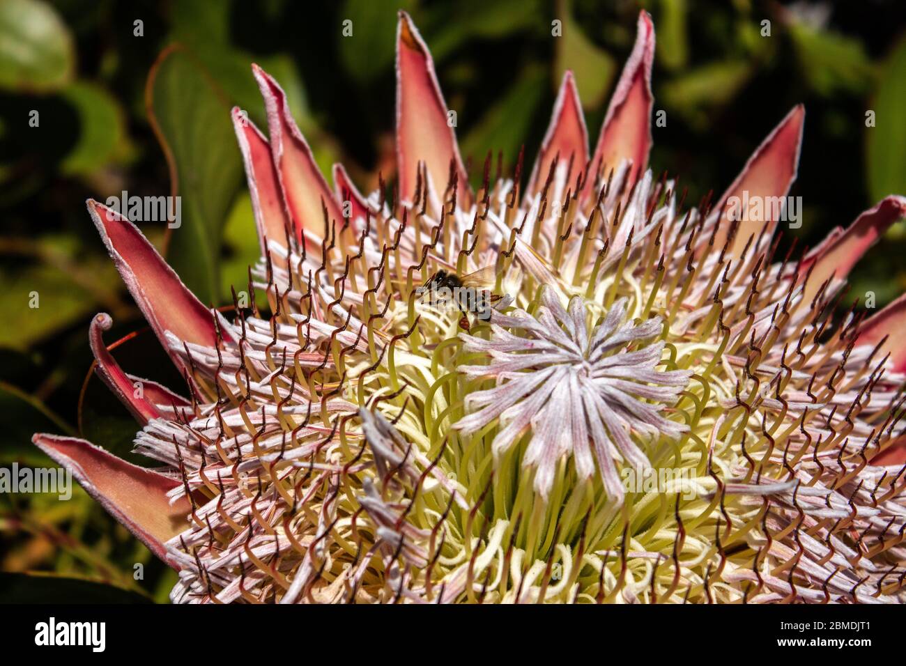 Gros plan protea fleur dans le jardin avec abeille recueillant le pollen avec le fond vert de feuillage Banque D'Images