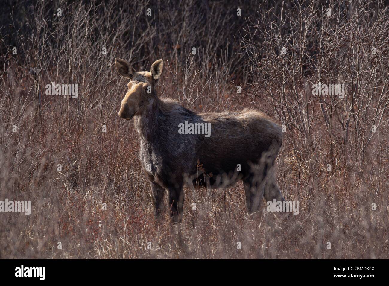 Orignal de vache enceinte dans le pré du parc Algonquin Banque D'Images