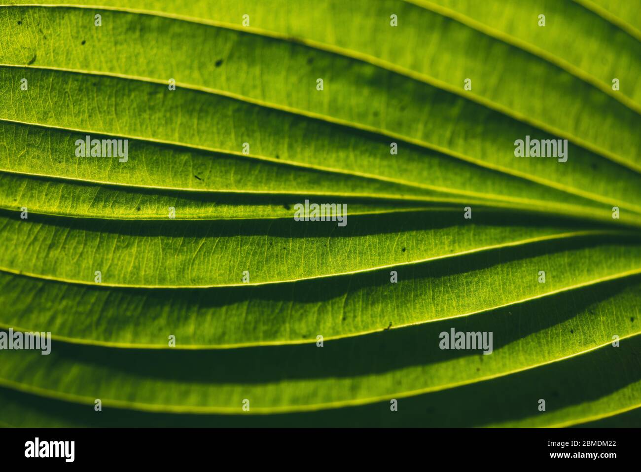 Une texture de motif de feuilles vert vif illuminée par le soleil le soleil au verso. Macro de mise au point sélective avec DOF peu profond Banque D'Images