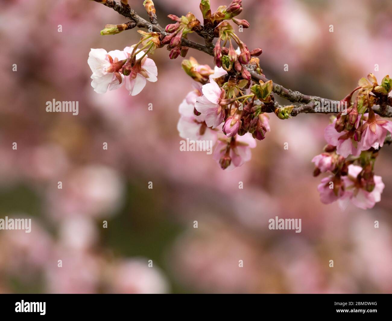 Les fleurs de pruniers japonais, prunus mume, ou ume en japonais, fleurissent dans un parc à la fin février près de Yokohama, au Japon. Souvent appelés prunes japonaises, ces ume Banque D'Images