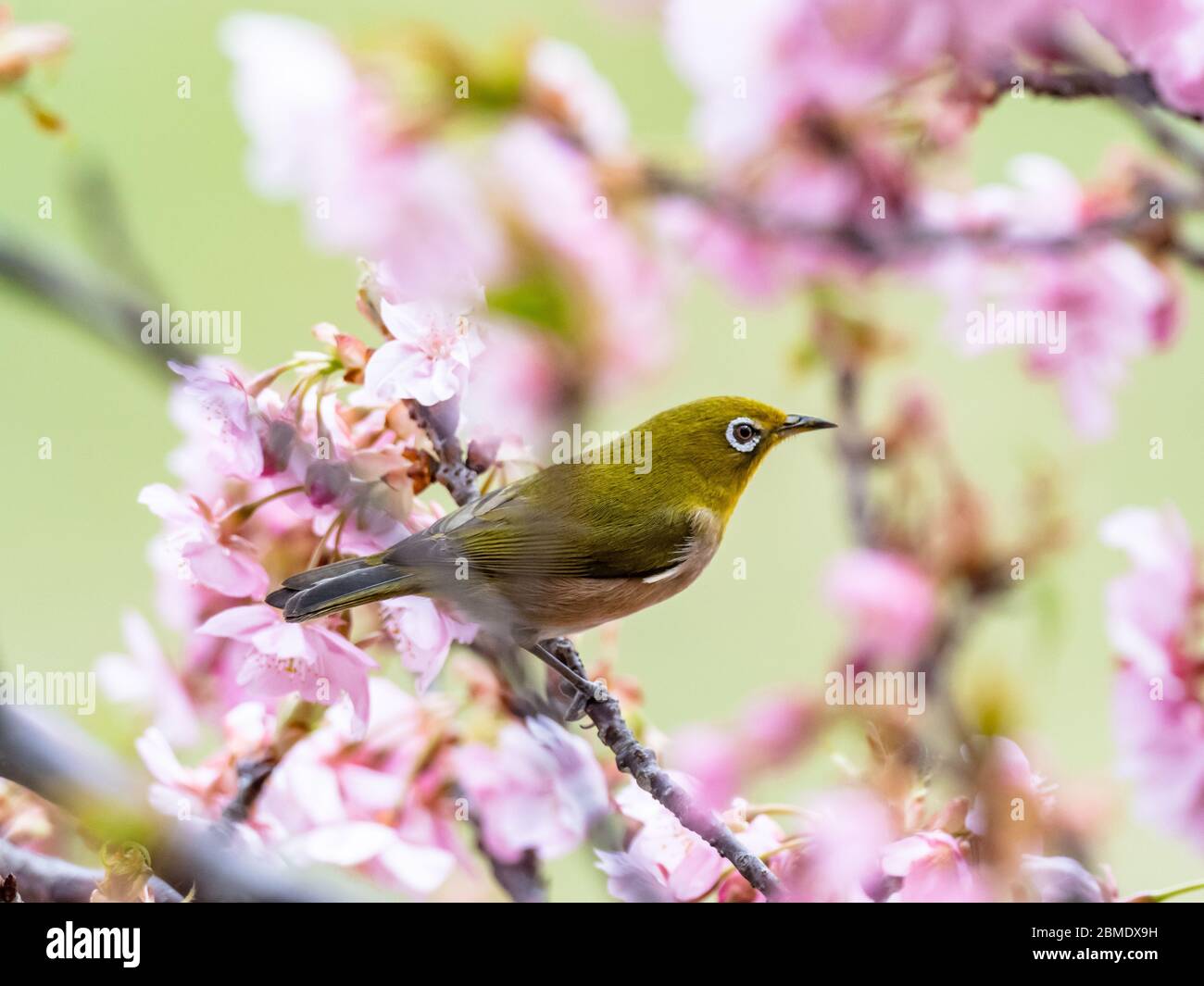 Un oeil blanc japonais, également appelé oeil blanc de guerre ou oeil blanc de montagne, Zosterops japonicus, perche parmi les fleurs de pruniers du début du printemps Banque D'Images