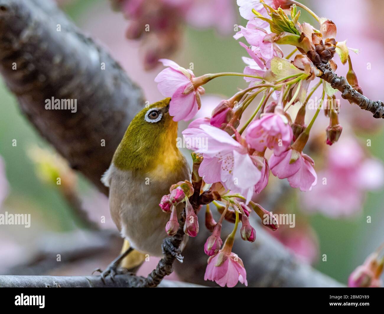 Un oeil blanc japonais, également appelé oeil blanc de guerre ou oeil blanc de montagne, Zosterops japonicus, perche parmi les fleurs de pruniers du début du printemps Banque D'Images