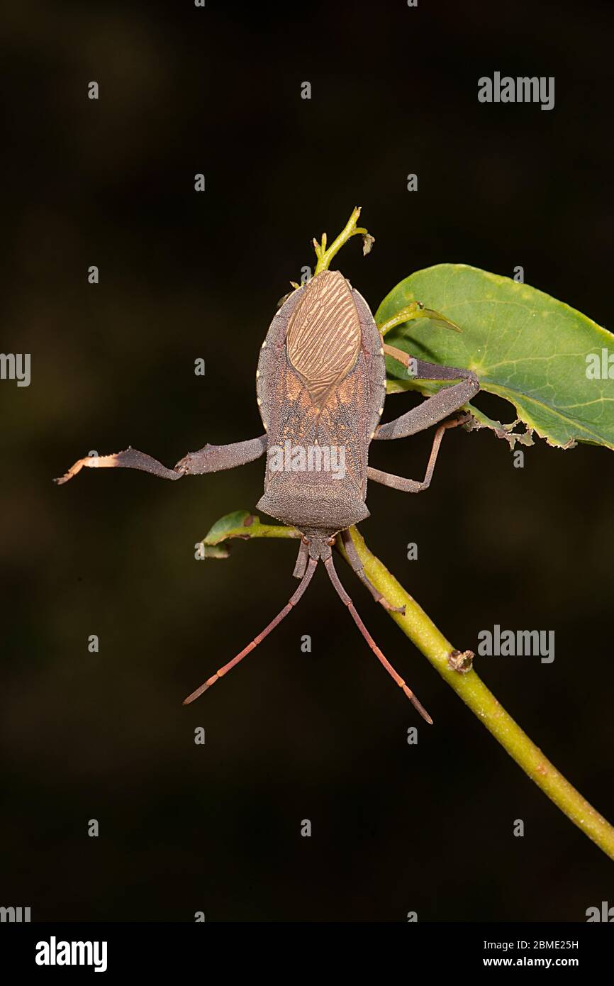 Gros plan vertical d'un insecte de la pointe de l'eucalyptus ou d'un insecte (Amorbus sp.), territoire du Nord, territoire du Nord, Australie Banque D'Images