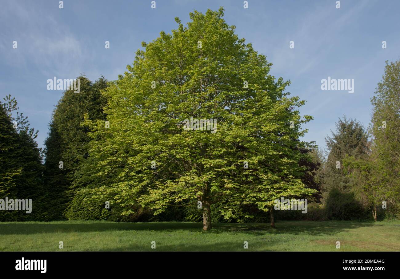 Feuillage printanier d'un arbre à Sycamore décidus (Acer pseudoplatanus) qui pousse dans un jardin du Devon rural, Angleterre, Royaume-Uni Banque D'Images