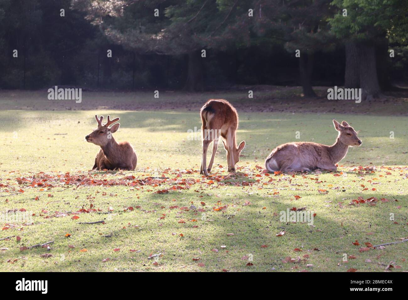 La famille Deer au paradis comme la prairie Banque D'Images
