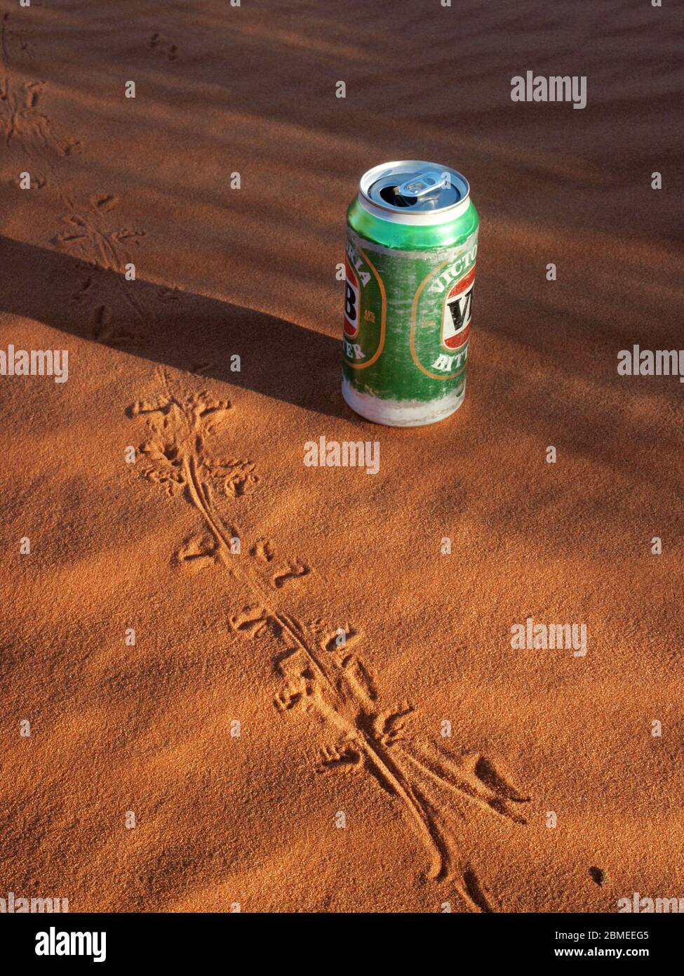 Pistes de lézard dans le désert de Simpson avec une bte vide. Banque D'Images