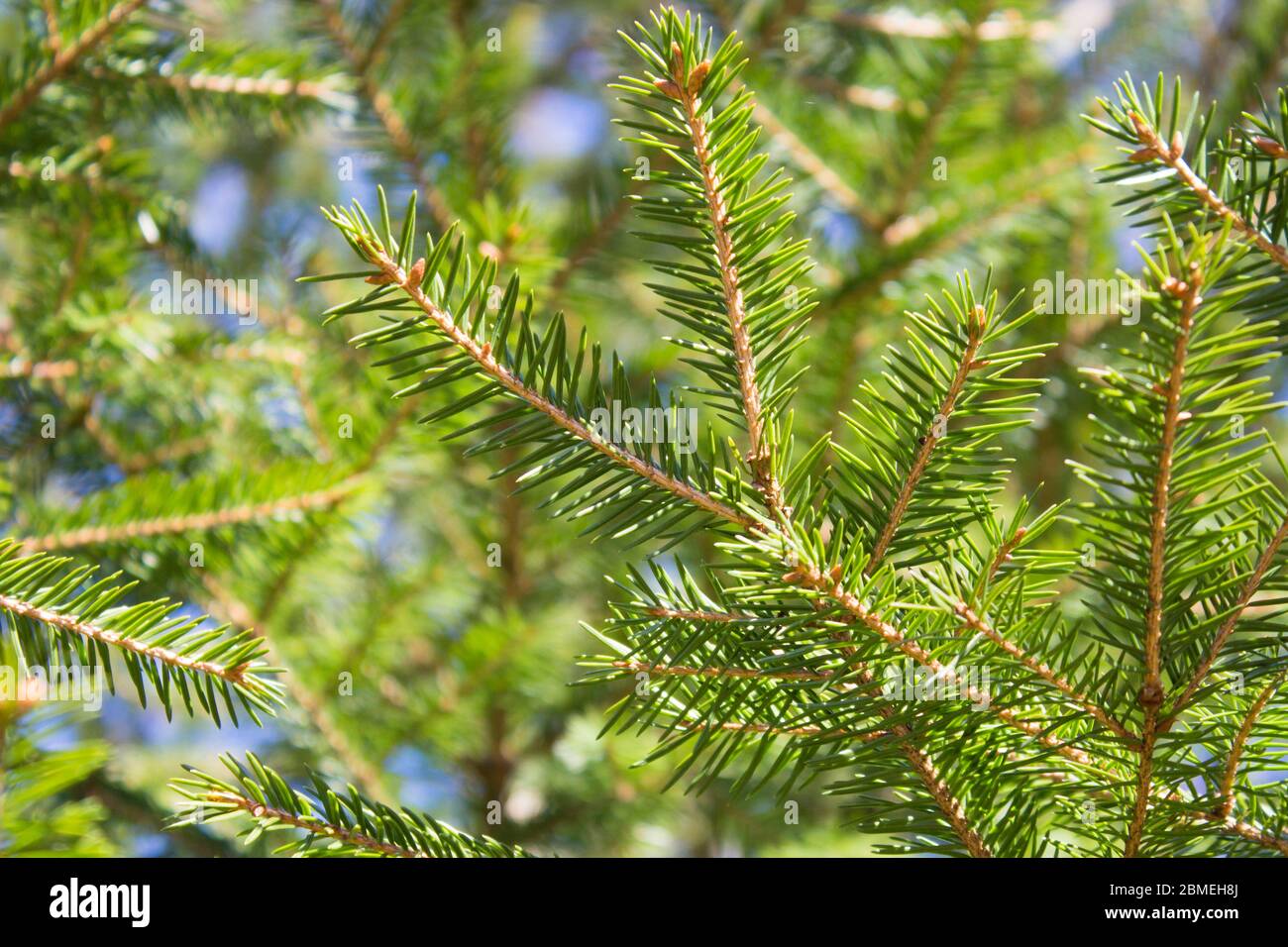 Image d'une aiguille de sapin molletonnée comme arrière-plan Banque D'Images