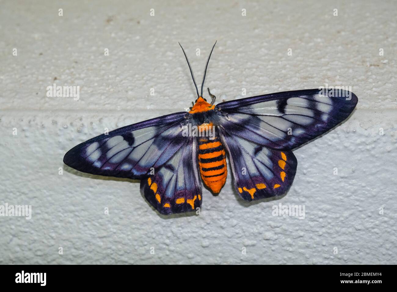 Dysphania fenestrata aussi connue sous le nom de Dysphania numana, communément connue dans la Moth de four O’clock Banque D'Images
