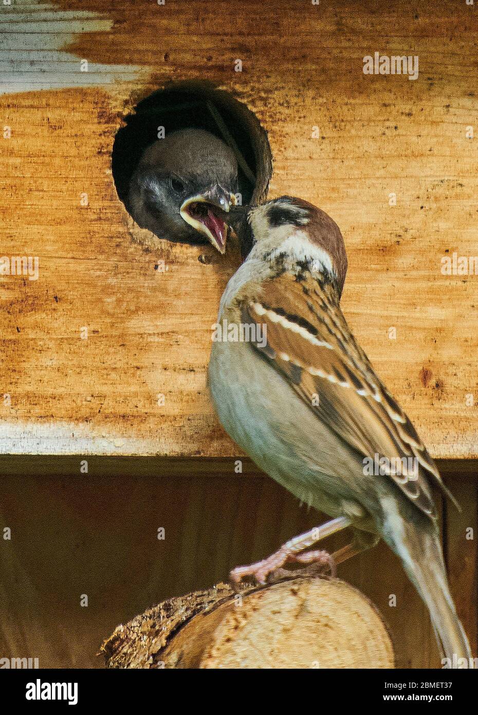Marktoberdorf, Allemagne, 9 mai 2020. Sparrow alimente sa progéniture dans l'incubateur. Photographe: Peter Schatz Banque D'Images