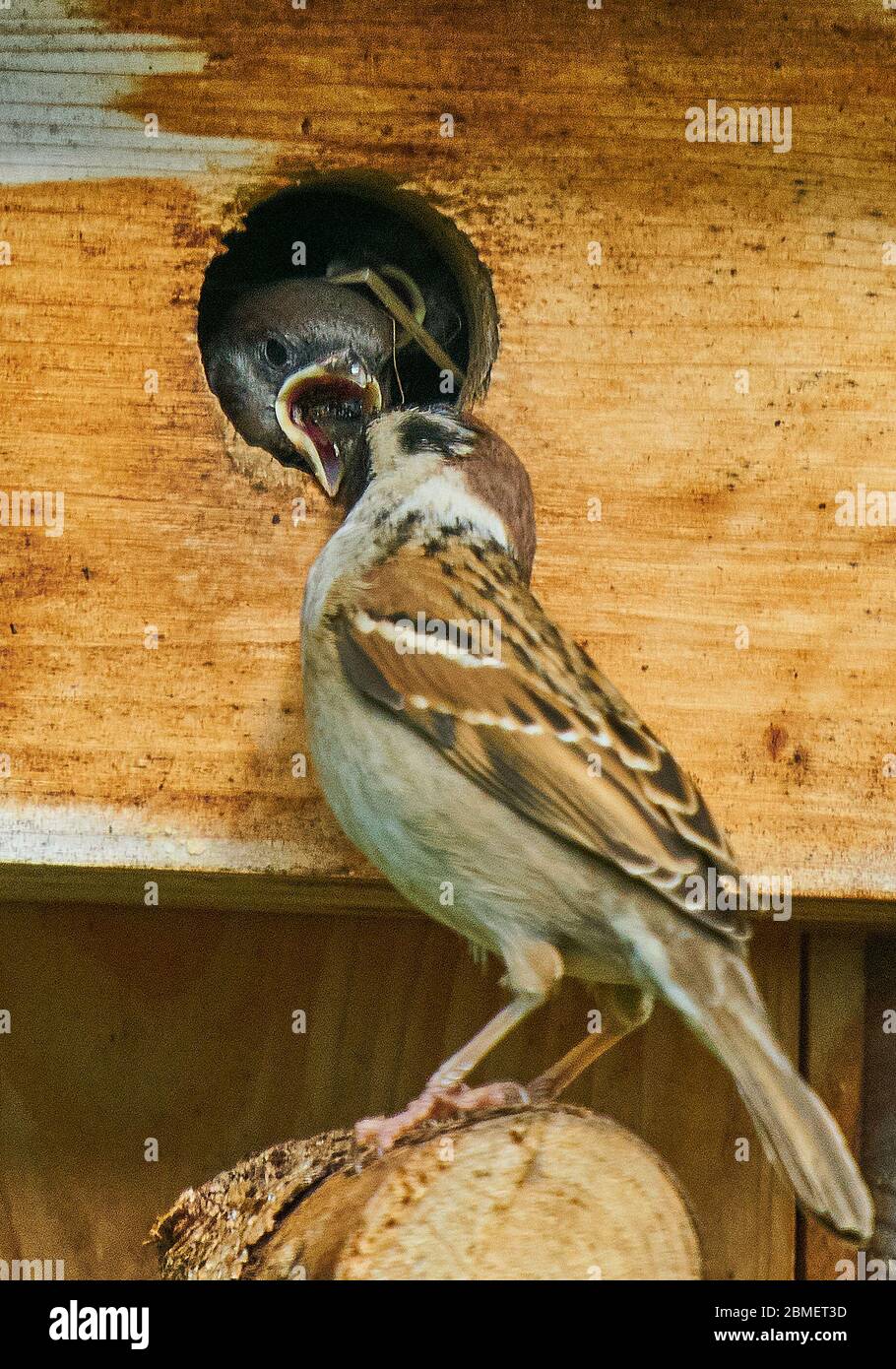 Marktoberdorf, Allemagne, 9 mai 2020. Sparrow alimente sa progéniture dans l'incubateur. Photographe: Peter Schatz Banque D'Images