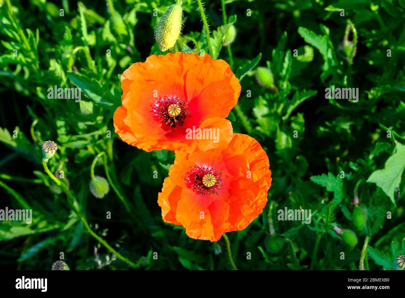 Gros plan sur la fleur de pavot Papaver rhoeas maïs pavot Banque D'Images