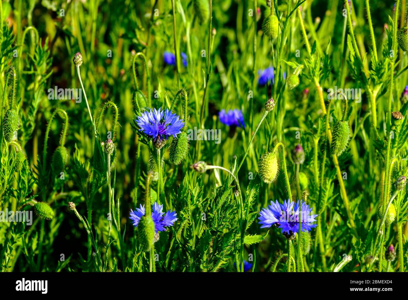 gros plan des fleurs de maïs dans l'herbe: Centaurea cyanus / Bleuet de France Banque D'Images
