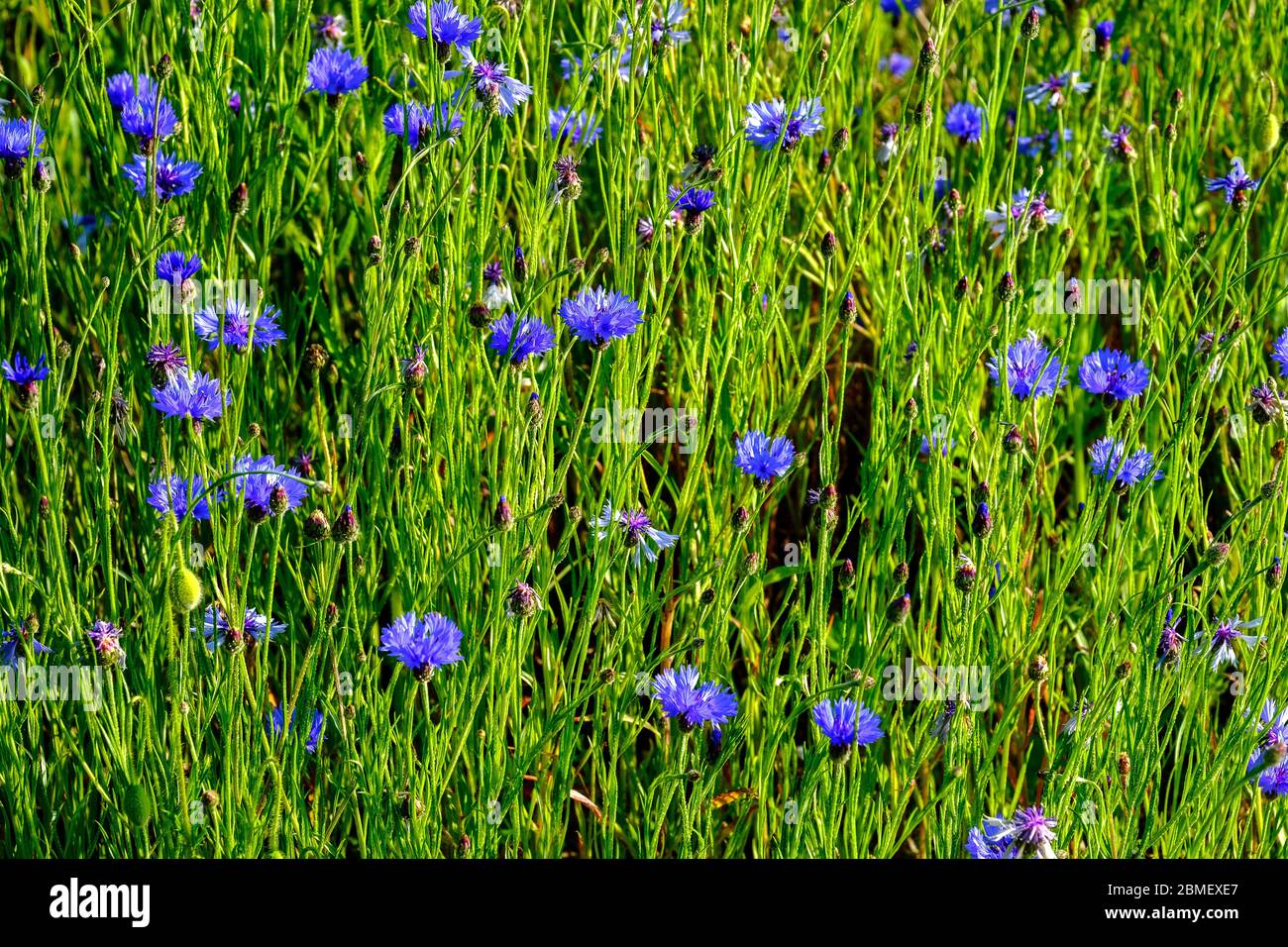 Fleurs de maïs dans l'herbe: Centaurea cyanus / Bleuet de France Banque D'Images