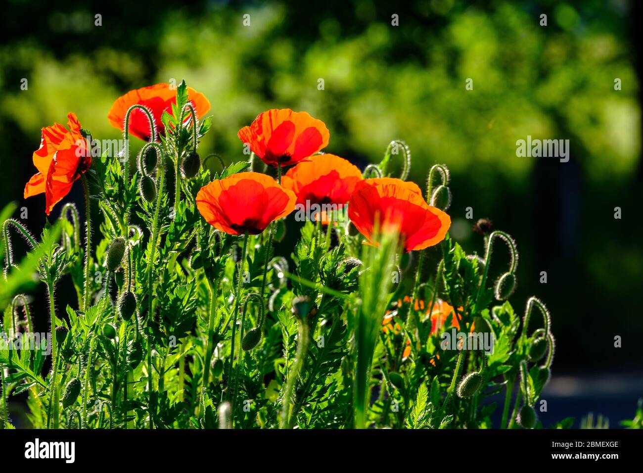 Groupe de coquelicots dans le champ paver rhoeas maïs coquelicot Flandre Banque D'Images