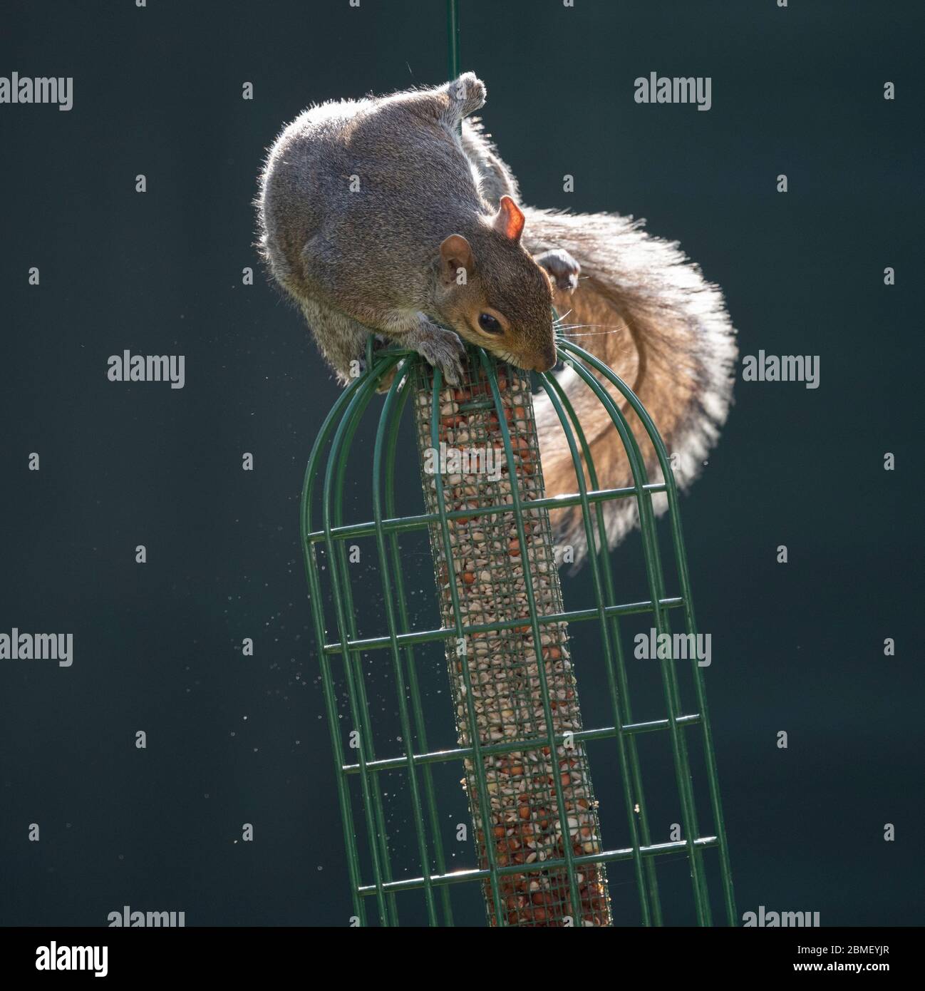 Londres, Royaume-Uni. 9 mai 2020. Les écureuils gris et les perruches se disputent les meilleures positions sur les mangeoires d'oiseaux suspendues dans un jardin du sud de Londres, sous la lumière du soleil. Les écureuils gris viennent à une trêve difficile avec les perruches, les perruches s'écrasant entre eux. Crédit: Malcolm Park/Alay Live News. Banque D'Images