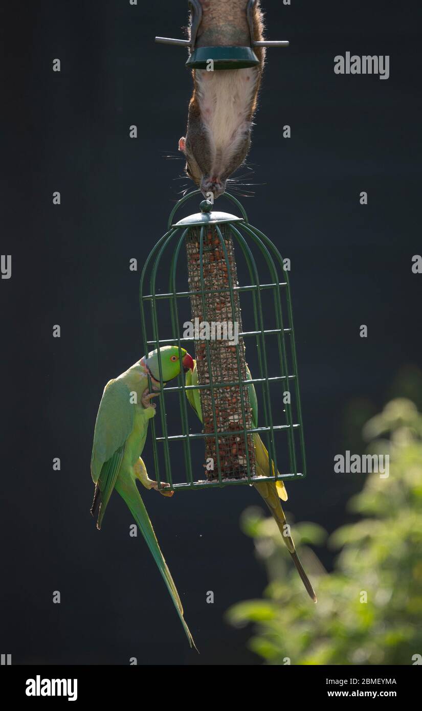 Londres, Royaume-Uni. 9 mai 2020. Les écureuils gris et les perruches se disputent les meilleures positions sur les mangeoires d'oiseaux suspendues dans un jardin du sud de Londres, sous la lumière du soleil. Les écureuils gris viennent à une trêve difficile avec les perruches, les perruches s'écrasant entre eux. Crédit: Malcolm Park/Alay Live News. Banque D'Images