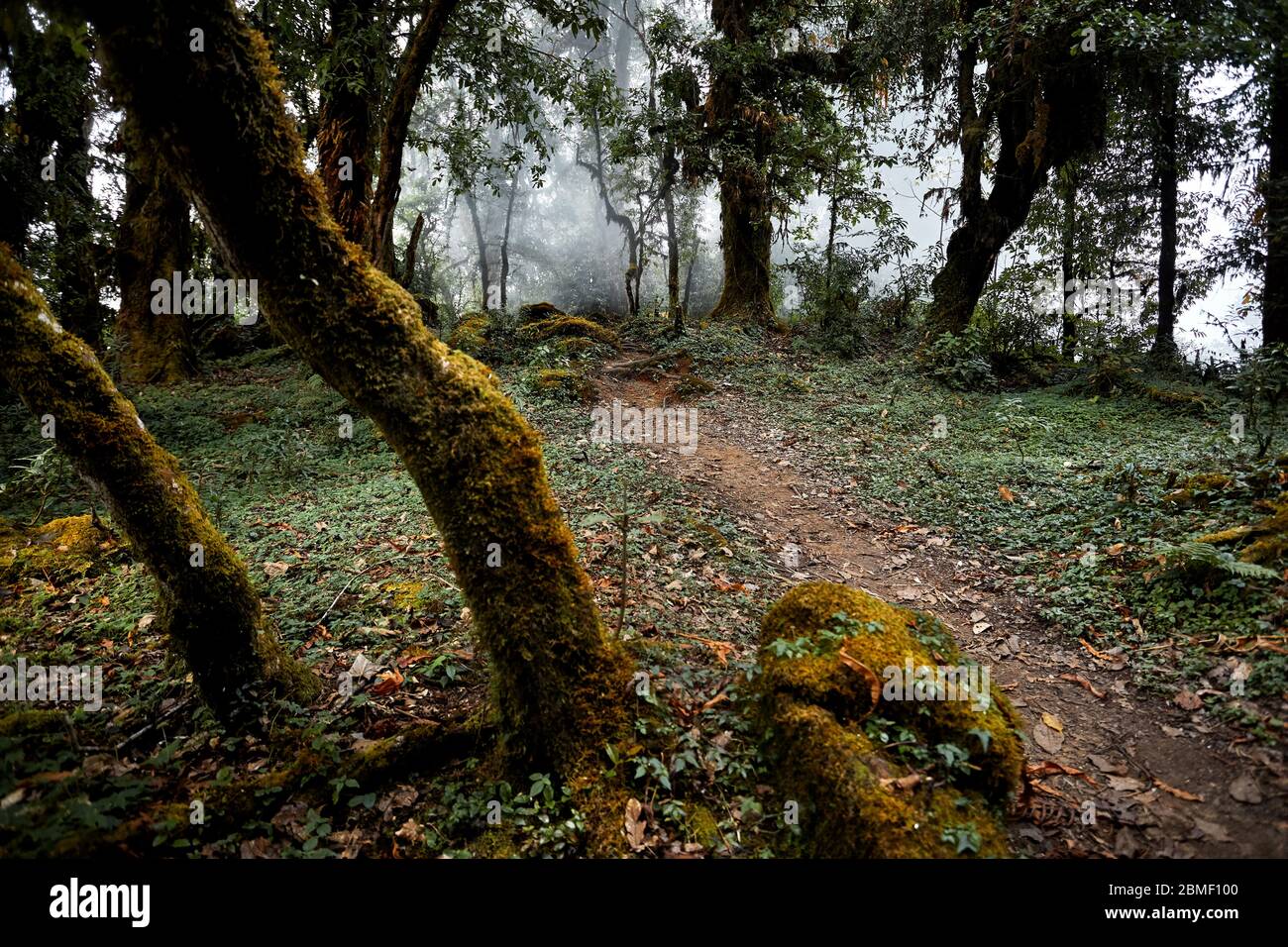 Magnifique paysage de hauts arbres des forêts subtropicales de l'Annapurna brumeux circuit trek au Népal Banque D'Images Magnifique paysage de hauts arbres des forêts subtropicales de l'Annapurna brumeux circuit trek au Népal Banque D'Images