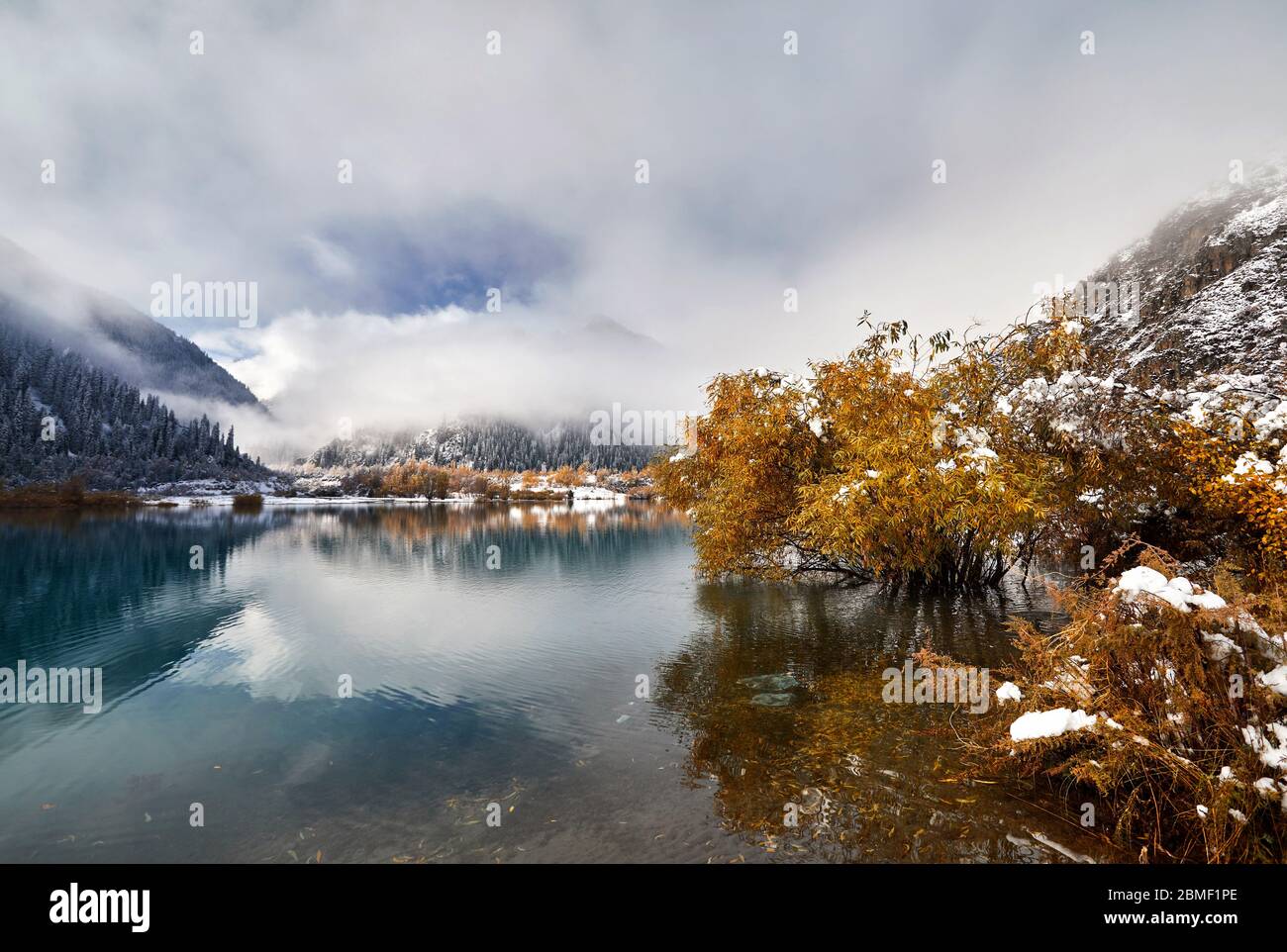 Beau jaune arbre dans le lac Issyk lakeside avec neige au temps automnal au Kazakhstan, en Asie centrale Banque D'Images